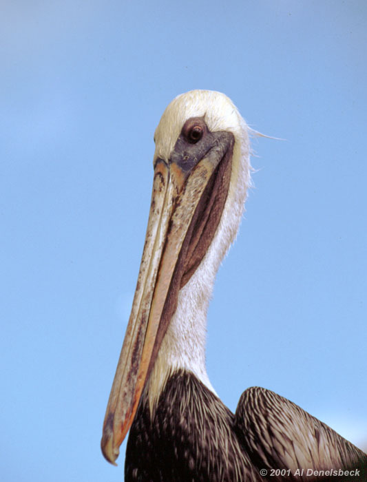 brown pelican Pelecanus occidentalis portrait