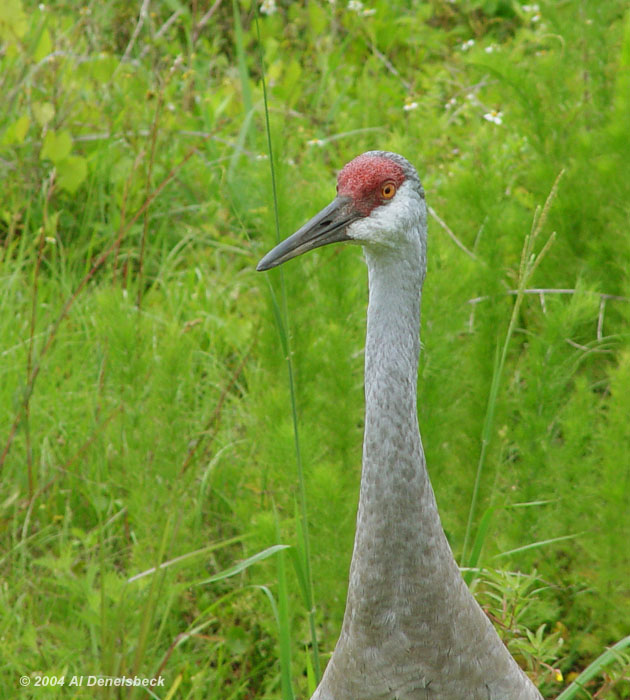 sandhill crane Grus canadensis portrait