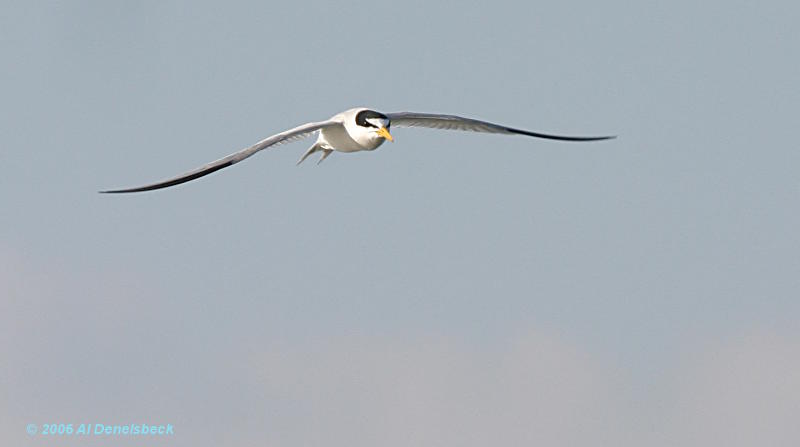 least tern Sterna antillarum in flight