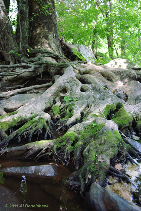 eno river roots