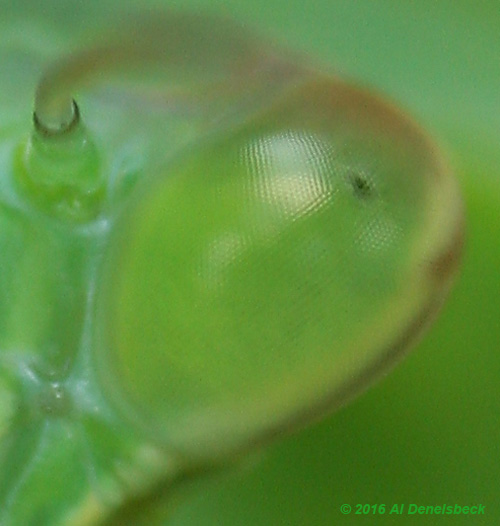 Chinese mantis Tenodera sinensis detail