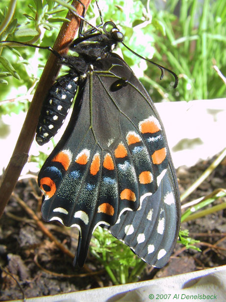 black swallowtail Papilio polyxenes asterias adult emergence