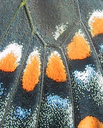 buttefly Papilio polyxenes asterias wing detail
