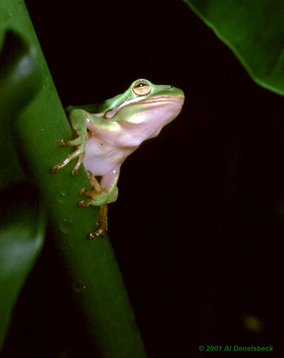 green treefrog Hyla cinerea