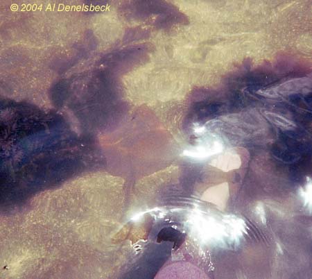 Atlantic stingray Hypanus sabina and foot