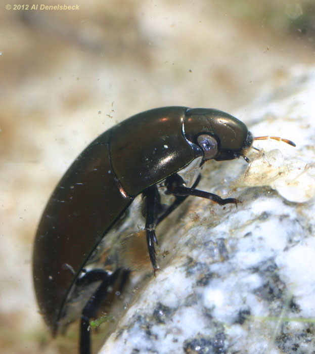 giant water scavenger beetle Hydrophilus ovatus