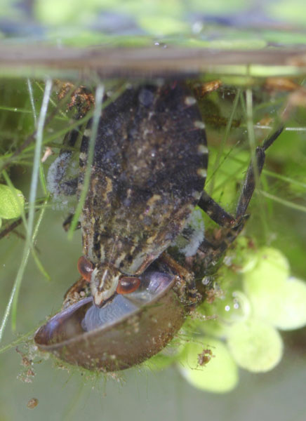 giant water bug Belostoma flumineum with snail prey