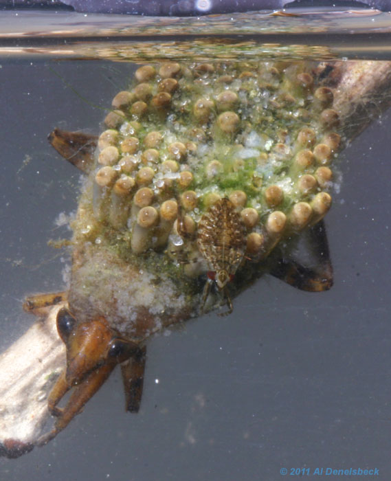 giant water bug Belostoma flumineum with eggs and newborn