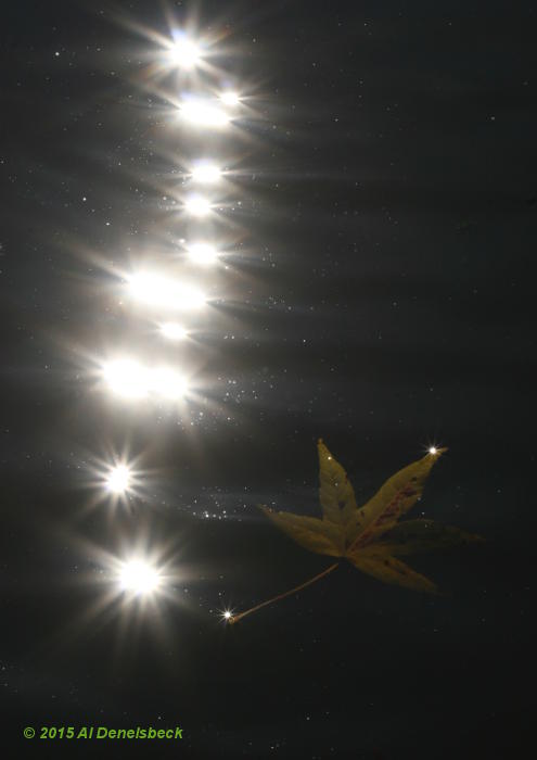 starburst reflections and leaf