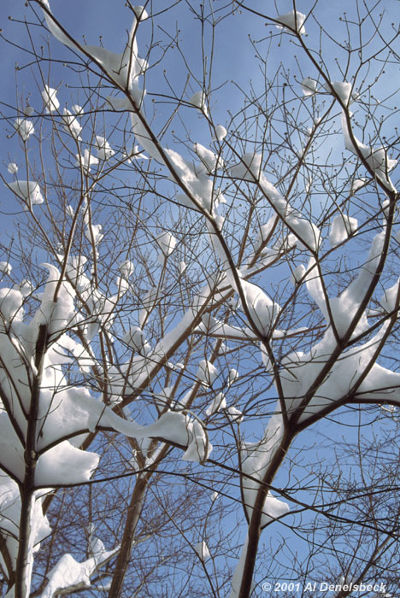 snow-laden branches