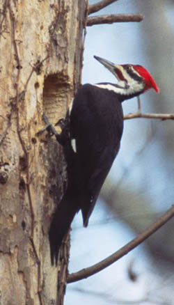 pileated-blog1