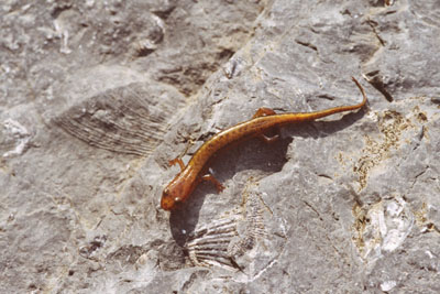 salamanderfossil-s
