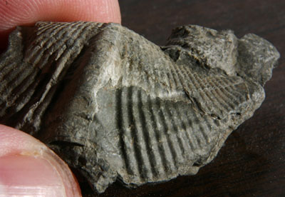 fossilbivalve