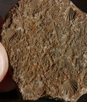 fossilbivalves