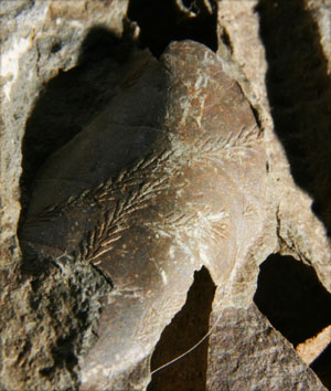 fossilleaves