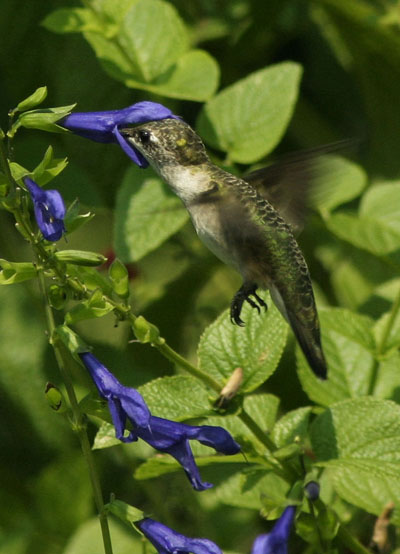 ruby-throated hummingbird Archilochus colubris drinking from sage flower