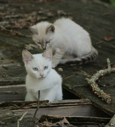 The Boogs as kittens