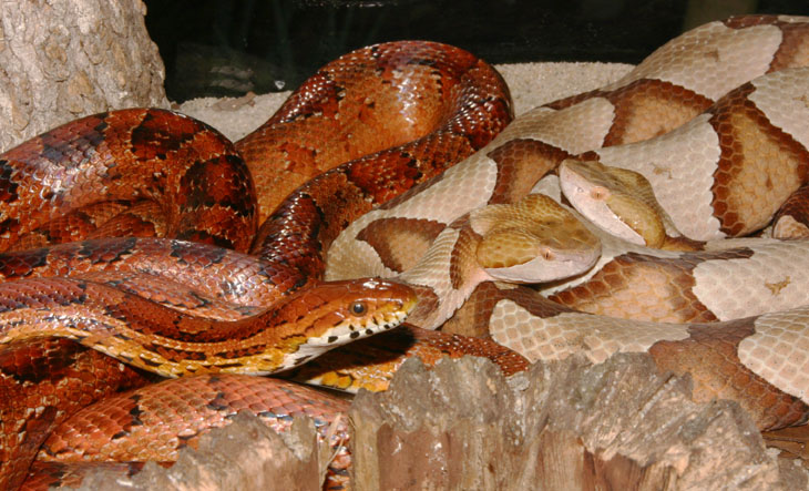 corn snake Pantherophis guttatus and two copperheads Agkistrodon contortrix