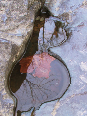 leaf in tiny reflecting pool in hollow of rock, Haw River