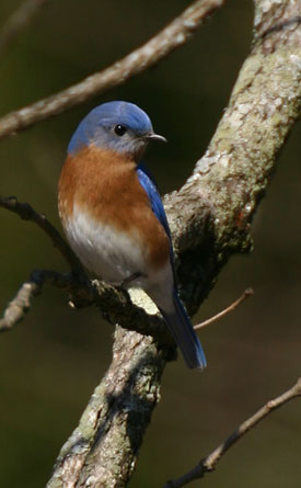 Eastern bluebird Sialia sialis with catchlight in eye