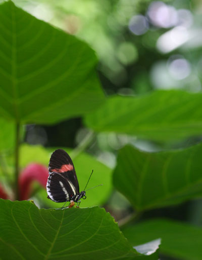 Butterflyhouse