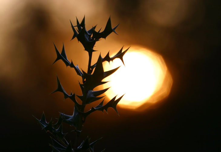 holly leaves against rising sun