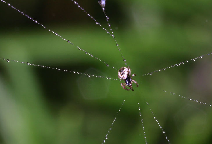 FogSpider