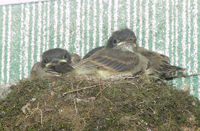 fledglings