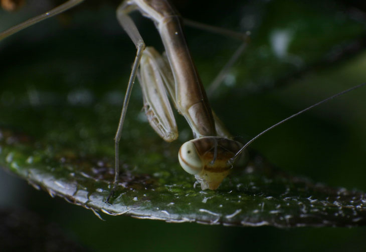 ThirstyMantis