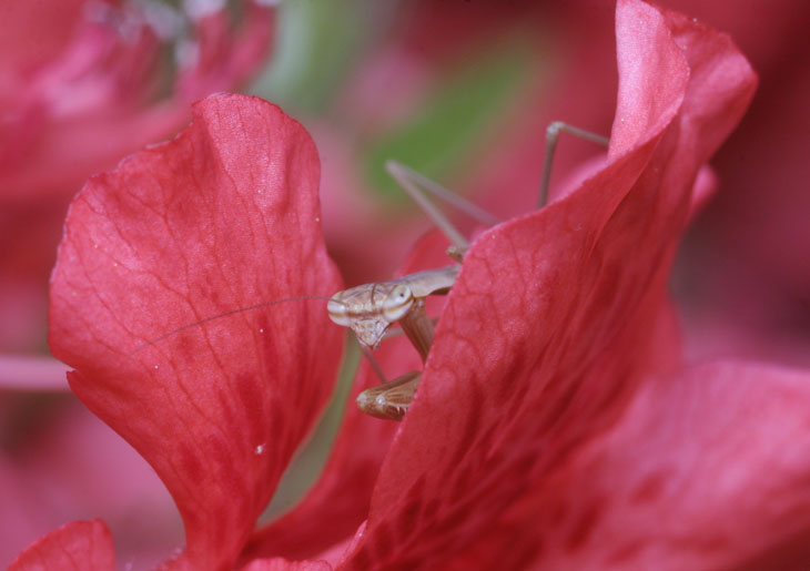 CoyingMantis