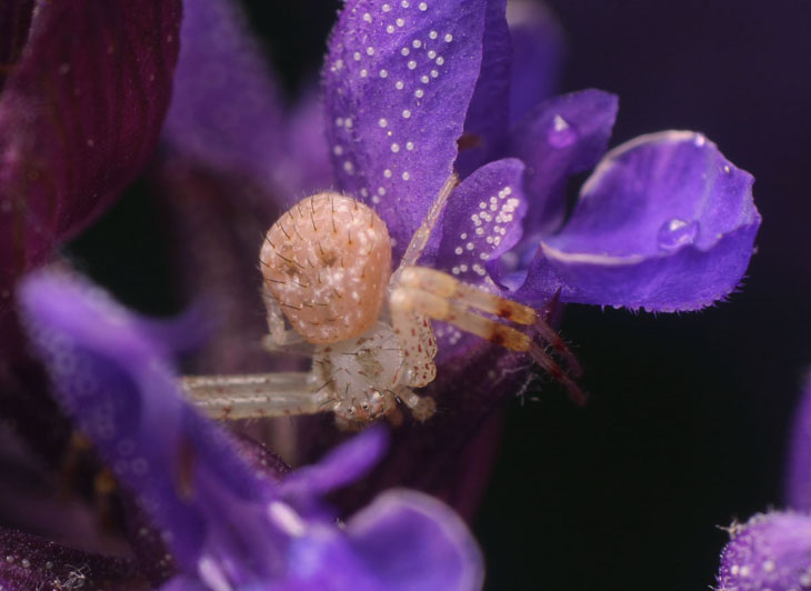 SalviaCrab