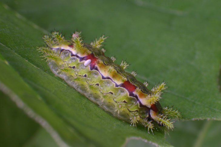 ColorfulOakSlug