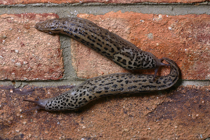 SlugPair