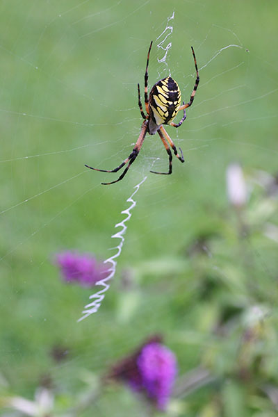 FemaleAurantia