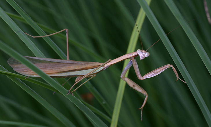 MuggingMantis