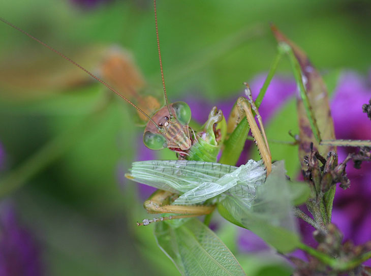 short focus Chinese mantis Tenodera aridifolia sinensis consuming katydid on butterfly bush Buddleia davidii