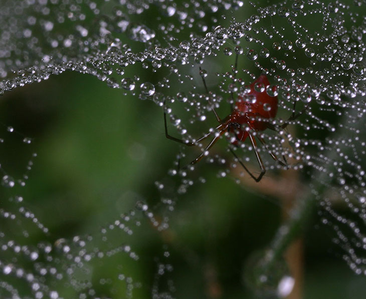 ShelteredSpider