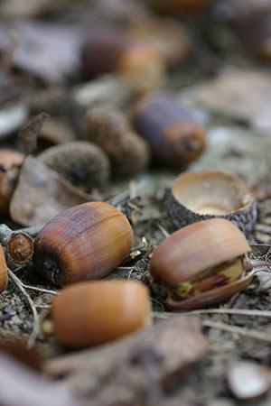 Acorns