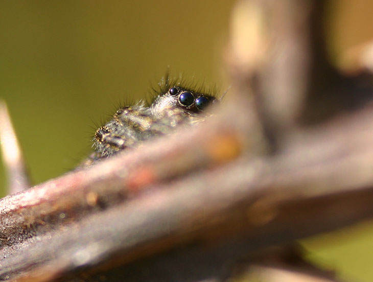 CrabtreeShyJumper