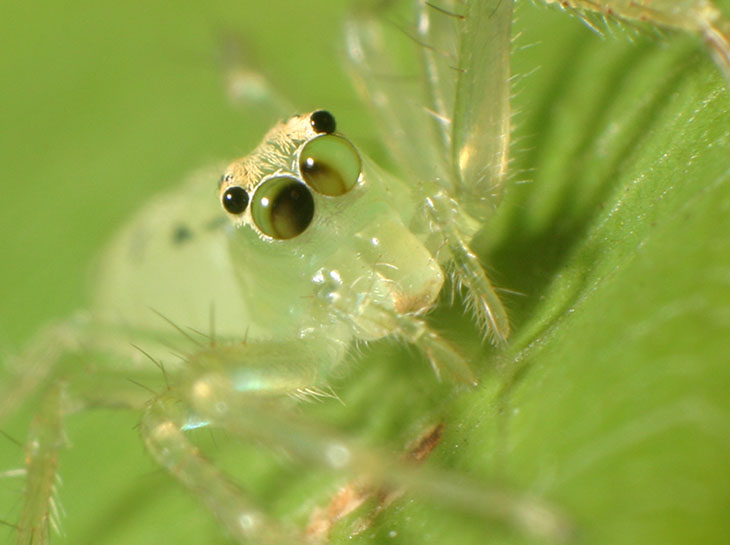 magnolia green jumping spider Lyssomanes viridis showing independent retinal motion