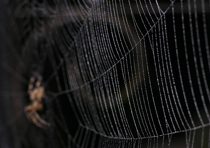 spiderweb with spider and dewdrops and background spiral