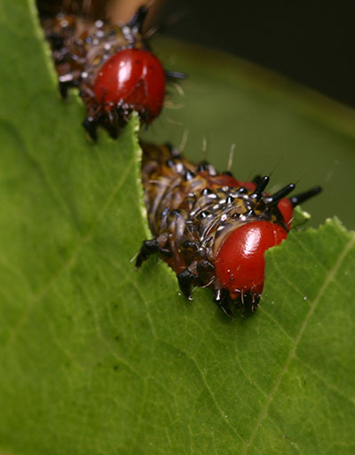 Red-headed caterpillars eating redbud