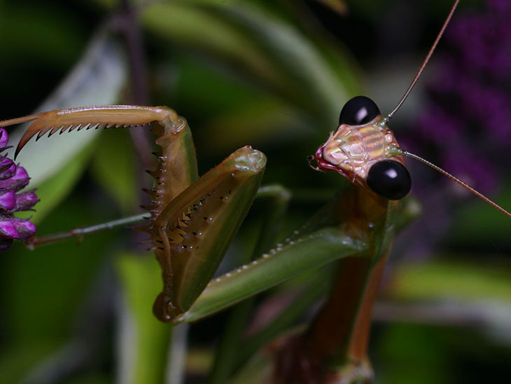 Chinese mantis on butterfly bush