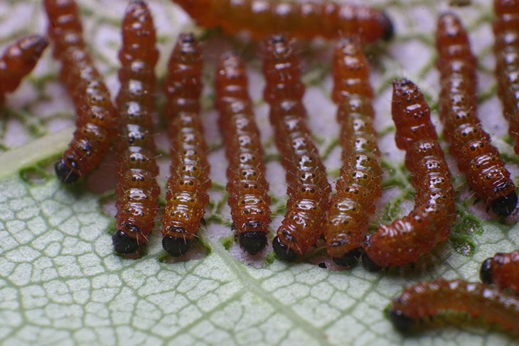 Unidentified red caterpillars consuming redbud leaf