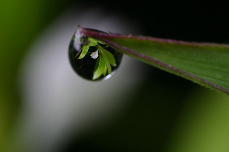 Lens drop flower