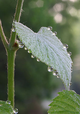 Dew on grape leaf