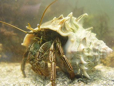 Hermit crab in aquarium