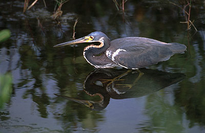 Louisiana Heron Reflection
