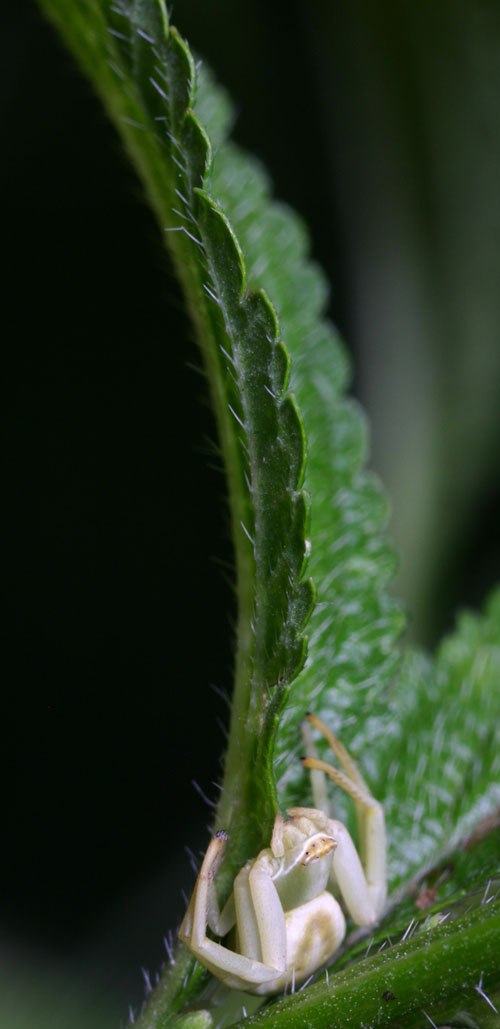 Crab spider crouched on leaf