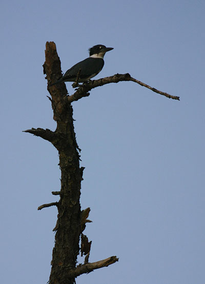 Belted kingfisher on dead tree